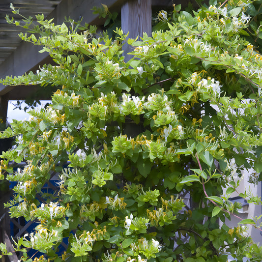 Chèvrefeuille du Japon Halliana - Bakker