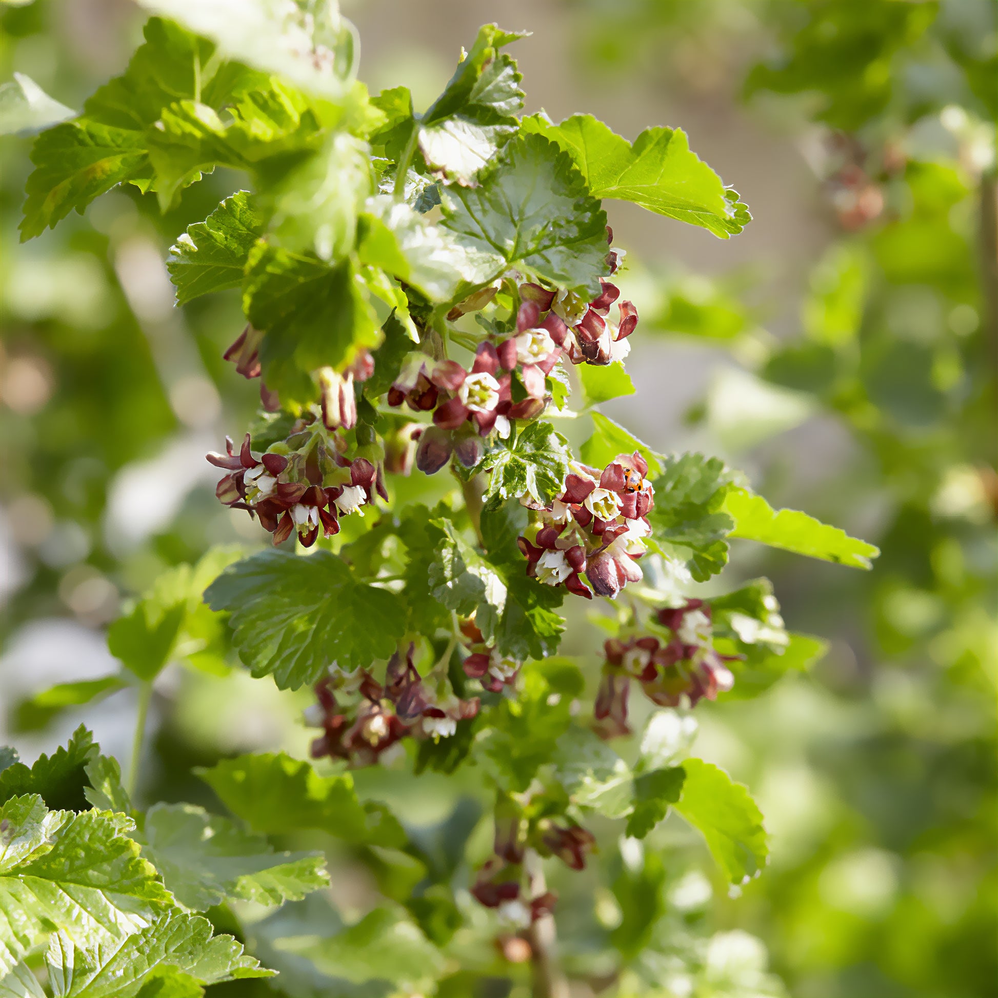 Casseiller Josta - Ribes nidigrolaria Josta - Bakker