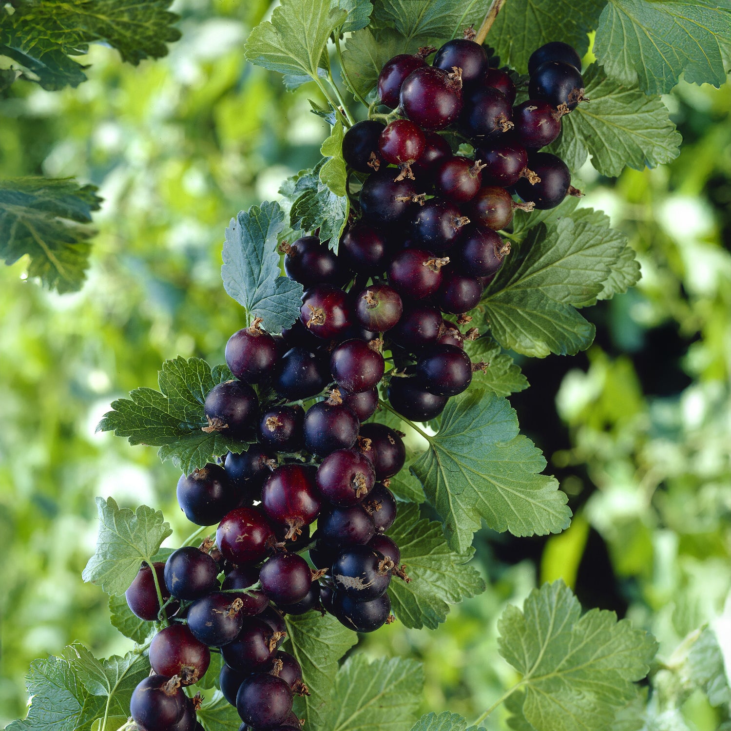 Ribes nidigrolaria Josta - Casseiller Josta - Cassissiers