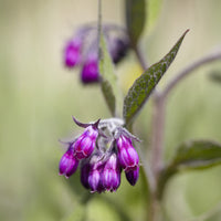 Symphytum officinale - Consoude officinale - Plantes sauvages jardin