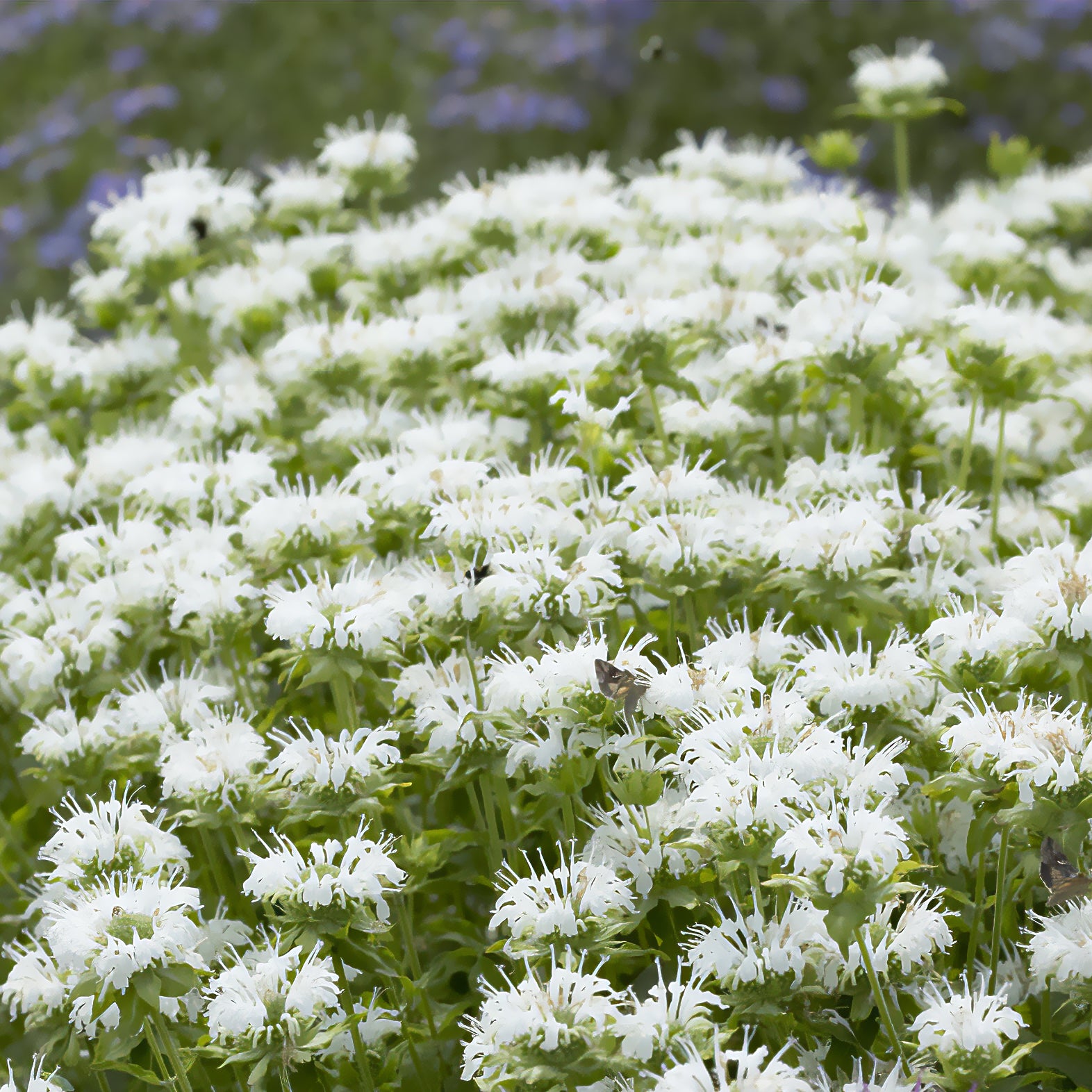 Monarda schneewittchen - Monarde Schneewittchen - Monarde