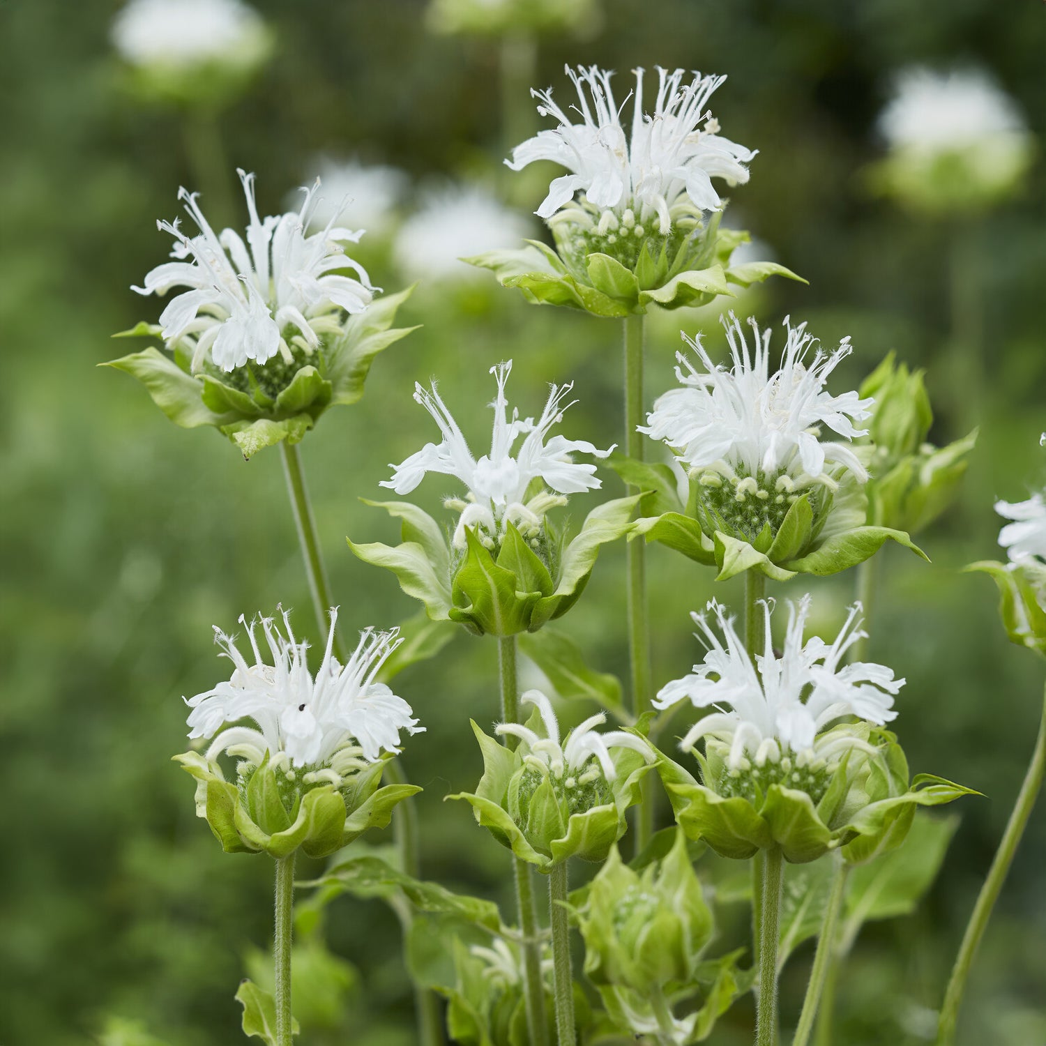 Monarde Schneewittchen - Bakker