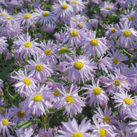 Aster grand d'automne Fellowship - Aster novi-belgii fellowship - Bakker
