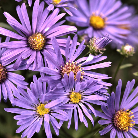 Œil de Christ Violet Queen - Aster Veilchenkönigin - Bakker