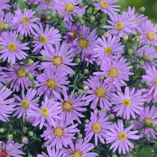 Aster ericoïdes Blue Star - Bakker