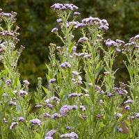 Aster de Tartarie Jindai - Bakker