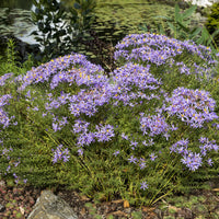 Aster nain à feuilles de sedum - Aster sedifolius Nanus - Bakker