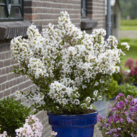 Lagerstroemia indica With Love Virgin® - Lilas des Indes With Love® Virgin - Lilas des indes