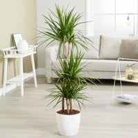 Dragonnier Dracaena marginata - Dracaena marginata - Bakker