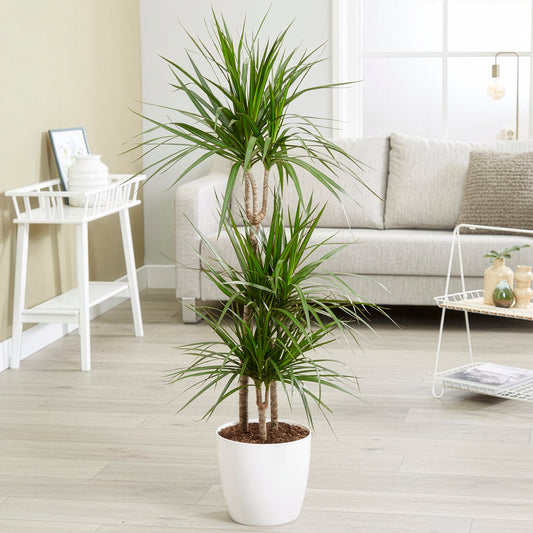 Dragonnier Dracaena marginata - Bakker