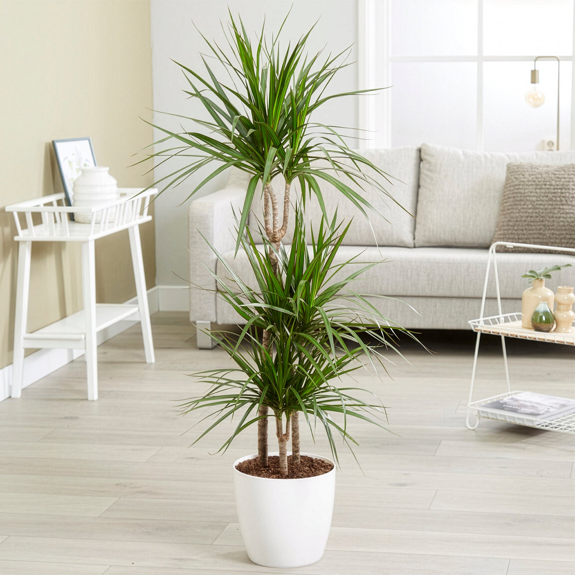 Dragonnier Dracaena marginata - Dracaena marginata - Bakker