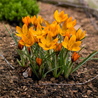 Crocus chrysanthus orange monarch - 15 Crocus orange - Bulbes de Crocus