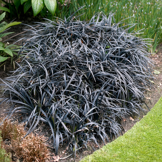 Ophiopogon noir Niger - Bakker