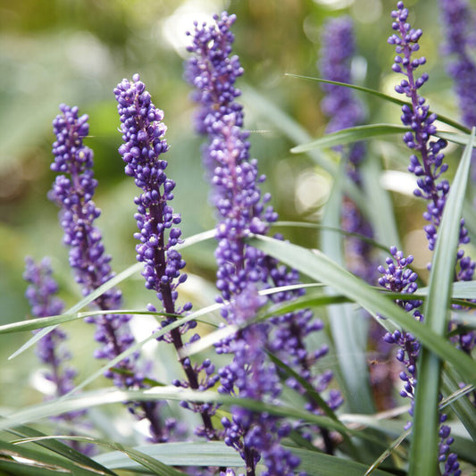 Liriope muscari 'Ingwersen'