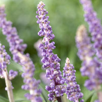 Liriope muscari Ingwersen - Liriope muscari 'Ingwersen' - Liriope