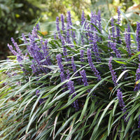 Liriope muscari 'Ingwersen' - Liriope muscari Ingwersen - Bakker