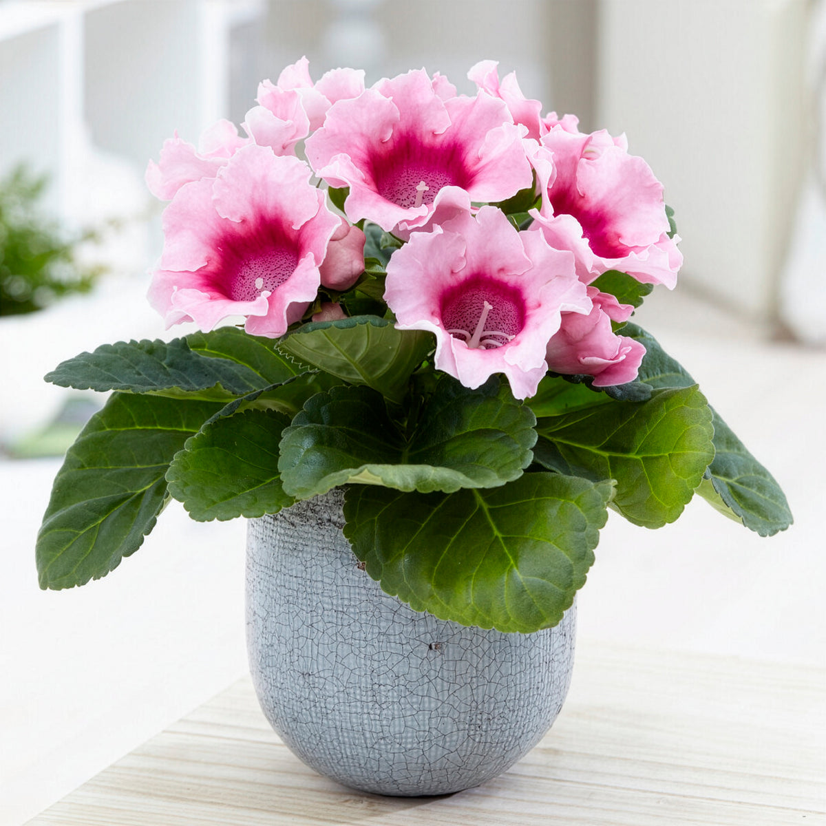 Gloxinia des fleuristes rose