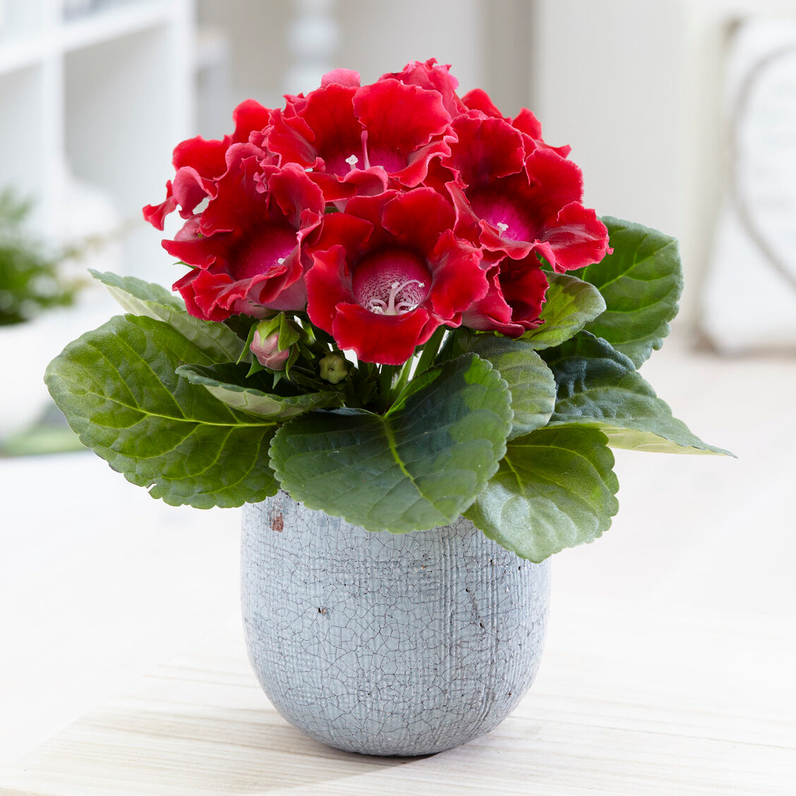 Gloxinia des fleuristes rouge