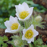3 Anémones pulsatilles blanches - Bakker