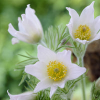 3 Anémones pulsatilles blanches - Pulsatilla vulgaris alba - Bakker