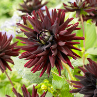 3 Dahlias cactus presque noir Tamburo - Bakker