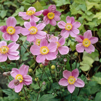 Anémone d'automne 'September Charm' - Bakker