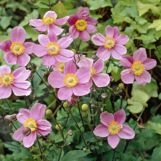 Anémone d'automne 'September Charm' - Bakker