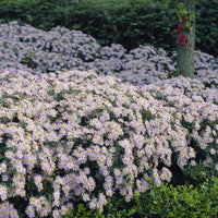 Vente 3 Astères nains d'Automne Asran - Aster ageratoides Asran