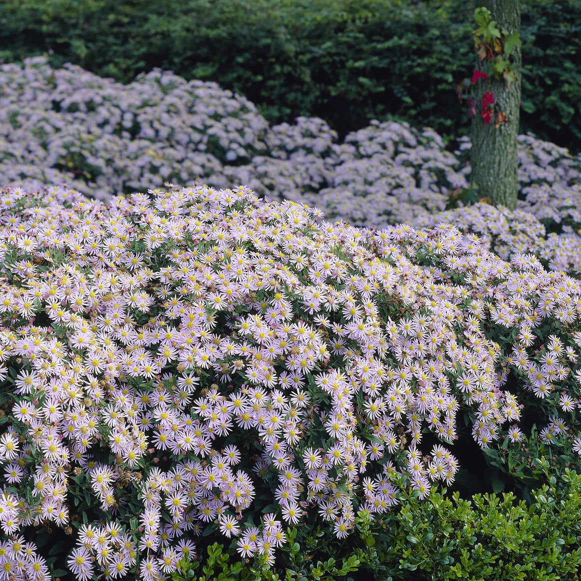 Vente Astère nain d'Automne Asran - Aster ageratoides Asran
