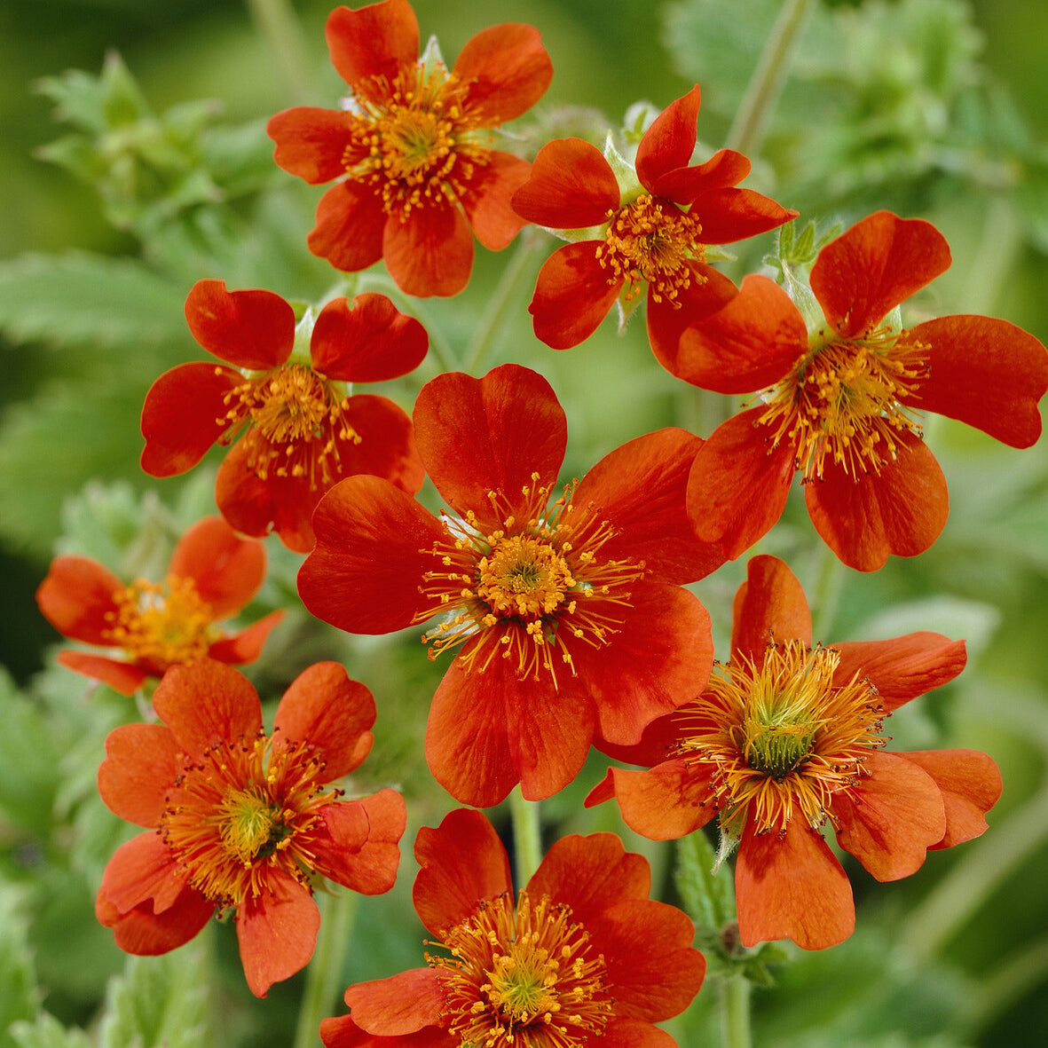 Benoîte orange Borisii - Geum coccineum Borisii - Bakker