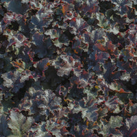 Heuchère Chocolate Ruffles - Heuchera Chocolate Ruffles - Bakker