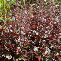 Heuchera Chocolate Ruffles - Heuchère Chocolate Ruffles - 