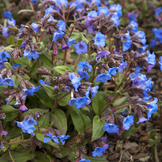 Pulmonaire 'Blue Ensign' - Bakker