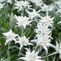 3 Edelweiss des Alpes - Bakker