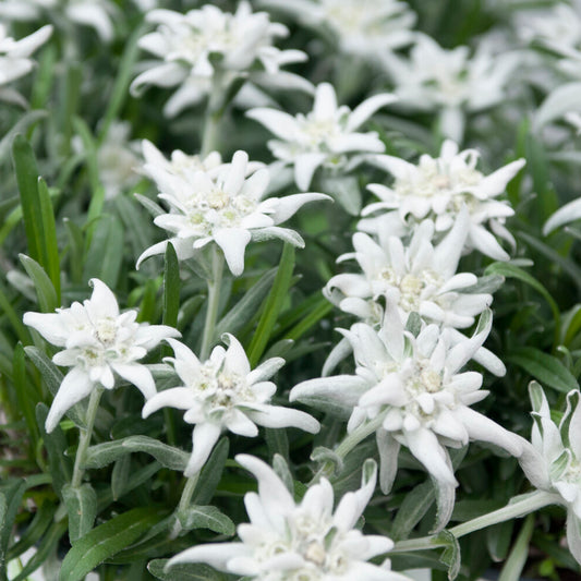 3 Edelweiss des Alpes