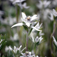 3 Edelweiss des Alpes - Leontopodium alpinum - Bakker