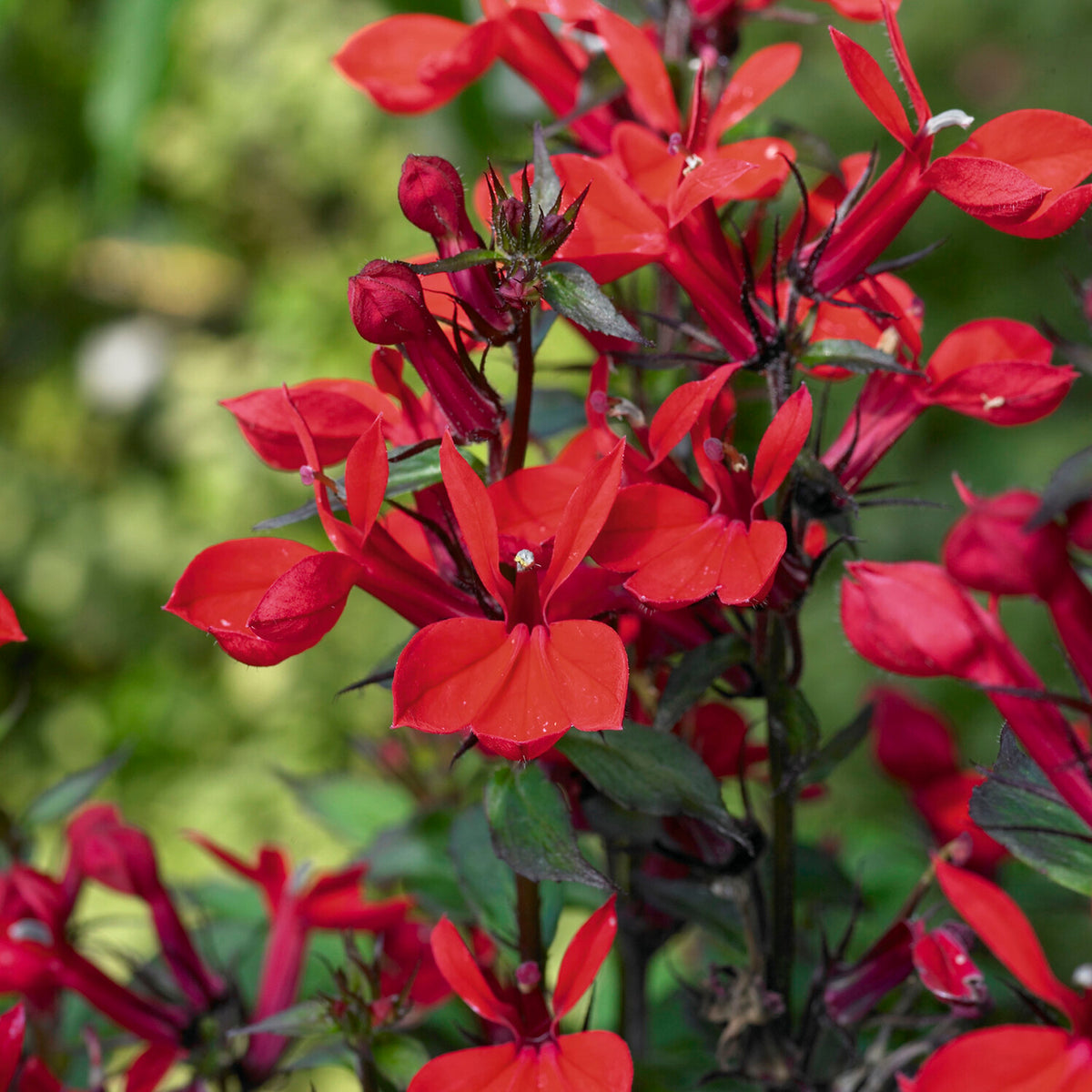 Lobelia queen victoria - Lobelia écarlate Queen Victoria - Plantes vivaces