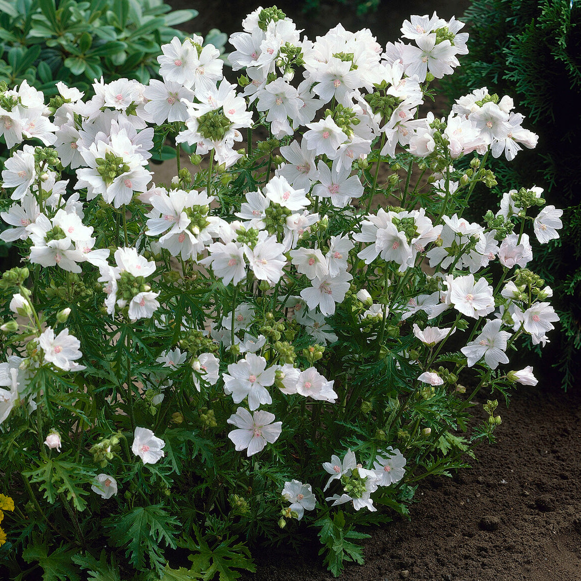 Mauve musquée blanche - Bakker
