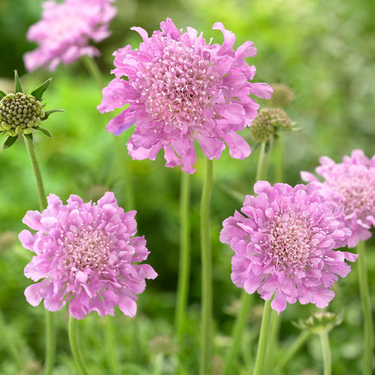 Scabieuse colombaire 'Pink Mist'