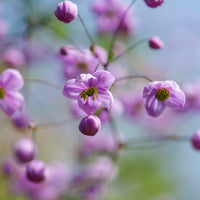 Pigamon du père Delavay - Thalictrum delavayi - Bakker
