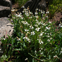 Anémopsis de Californie - Bakker