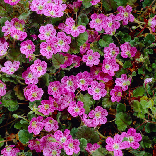 Erodium variabile 'Bishop's Form'