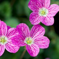 Erodium variabile 'Bishop's Form' - Erodium variabile Bishop's Form - Bakker