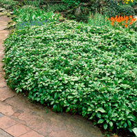 Plantes vivaces - 3 Pachysandre Green Carpet - Pachysandra terminalis Green Carpet