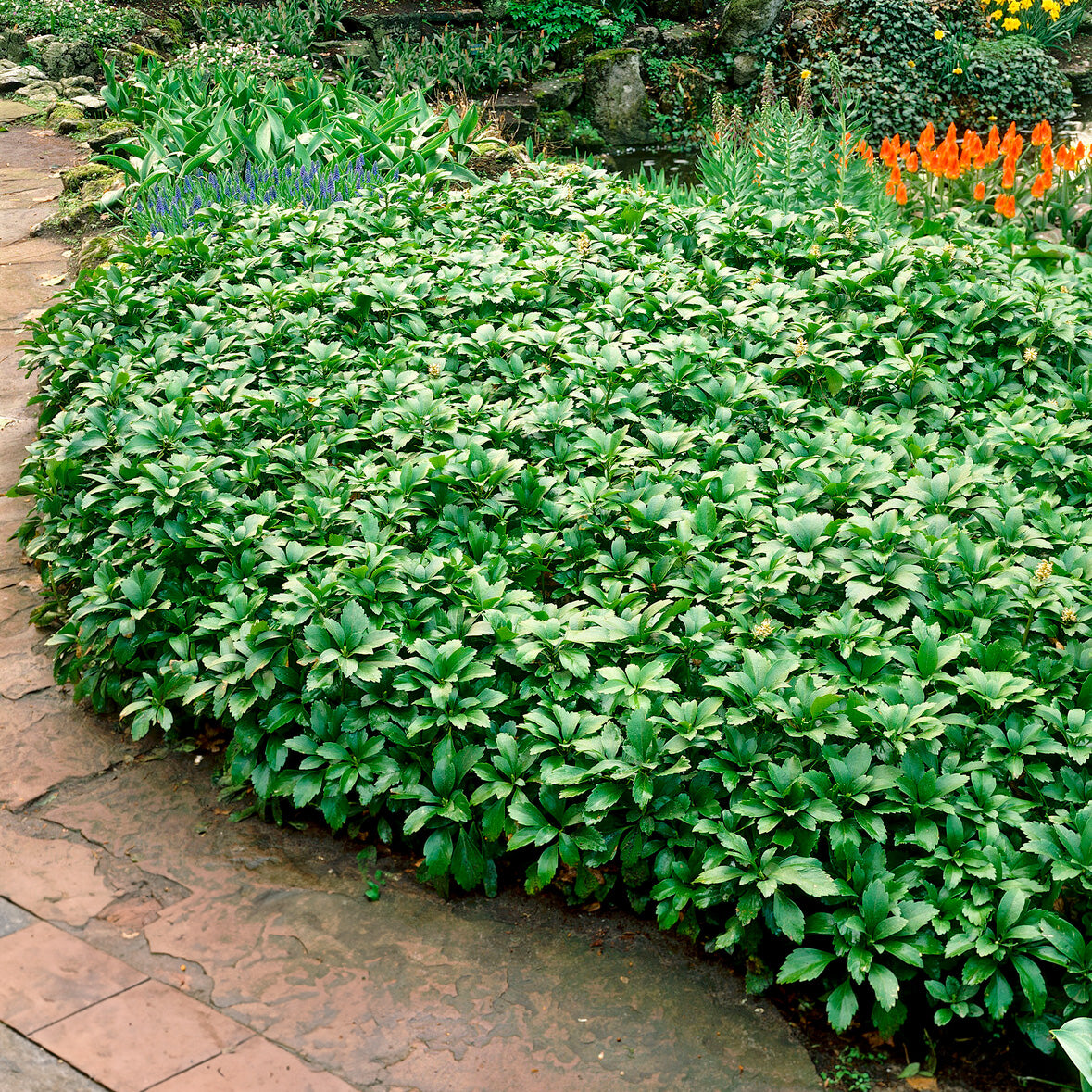 Plantes vivaces - Pachysandre Green Carpet - Pachysandra terminalis Green Carpet
