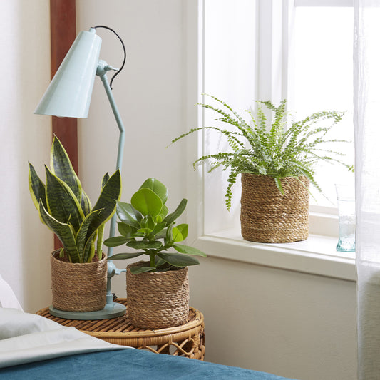 Collection de 3 plantes vertes pour petit espace - Bakker