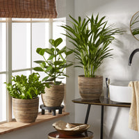 Collection de 3 plantes purificatrices d'air - Bakker