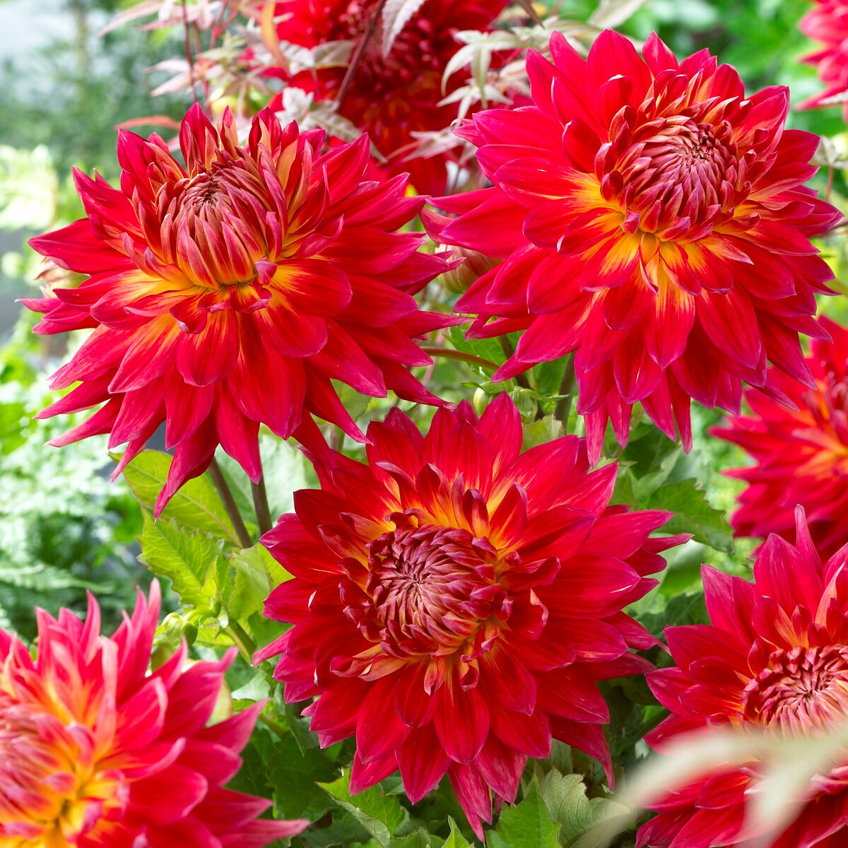 Dahlia 'Manhattan Island', 'Summerflame', 'Kiev' - 5 Dahlias en mélange - Bulbes de Dahlia