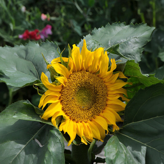 Tournesol nain 'Sunspot' - Bakker