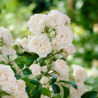 Rosier 'Crystal Fairy' - Rosa crystal fairy ® - Bakker